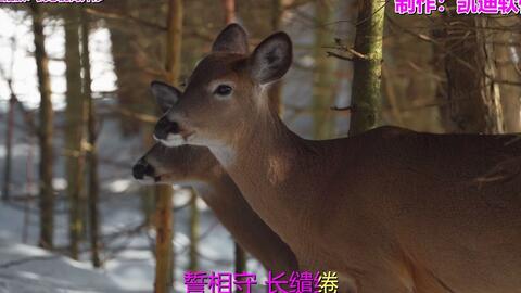 80年代经典老歌曲谱_经典老歌口琴曲谱(3)