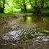 【纯净自然声】- 林中河水缓慢流淌，带来宁静祥和