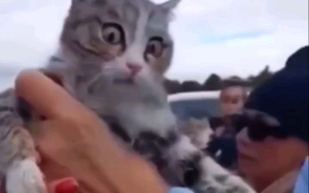 一只在土耳其获救的猫咪...
