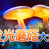 34种国内最全发光蘑菇图鉴，以及你想知道的关于发光蘑菇的一切