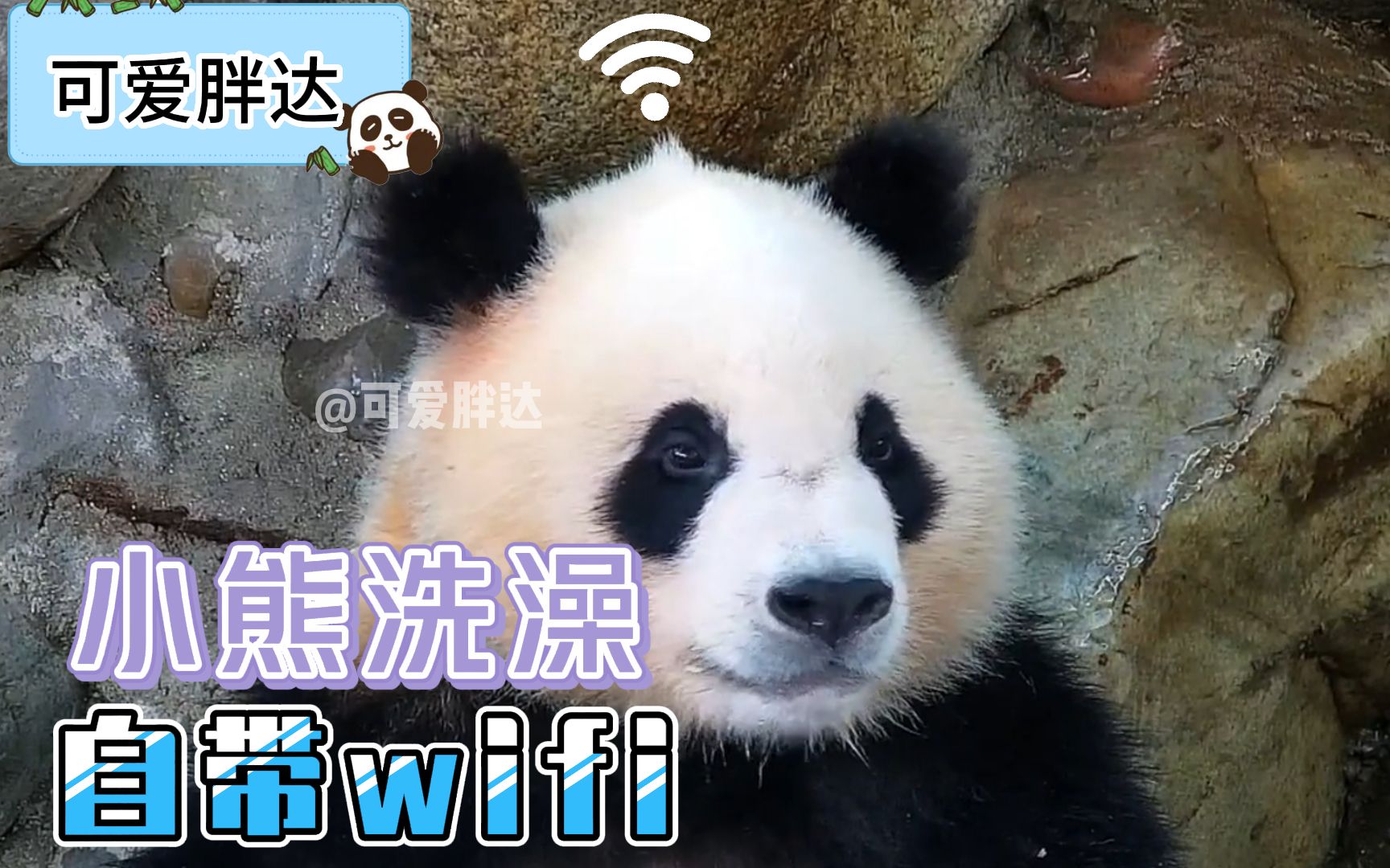 萌翻！大熊猫野外洗澡时发现被“偷拍” 一溜烟跑了__凤凰网