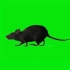 绿幕视频素材老鼠