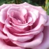玫瑰基地的紫霞仙子，你认识吗？