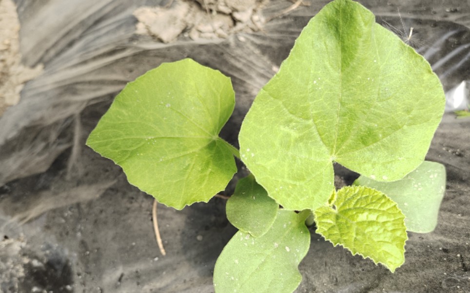 2022年4月10日甜瓜开始间苗