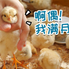 【小鸡日常】小垃鸡们满月啦