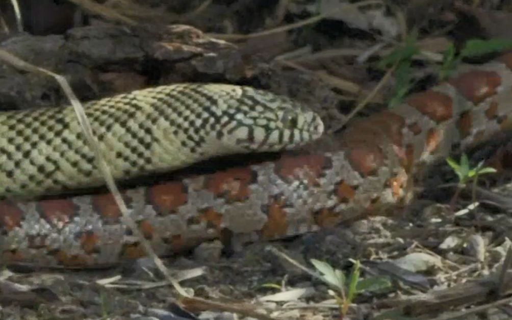 【精彩片段】布鲁克王蛇捕食迈阿密玉米蛇！身为蛇的蛇类掠食者！