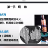 第二次课 人体解剖生理学