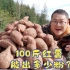 100斤红薯能出多少粉？挖100斤，解锁一下（上）