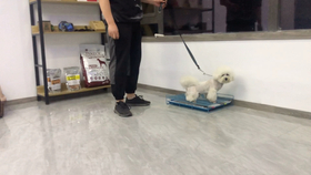 怎么教狗狗定点大小便室内 d35f3a437689f88cdd29ab1bccc0f86d88a04f49.jpg@280w_158h_1c_100q.jpg