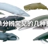 简单分辨常见的几种造型独特的鲸鱼
