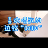 喜欢唱歌的边牧