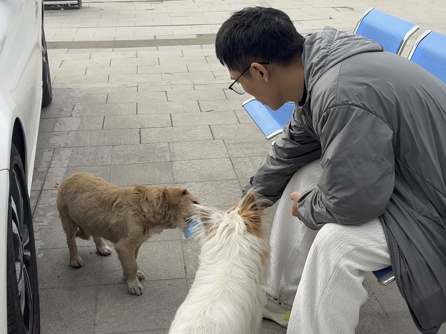 关于高速上的小福宝后续坏消息和好消息