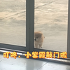 叮咚，小紫霞敲门啦