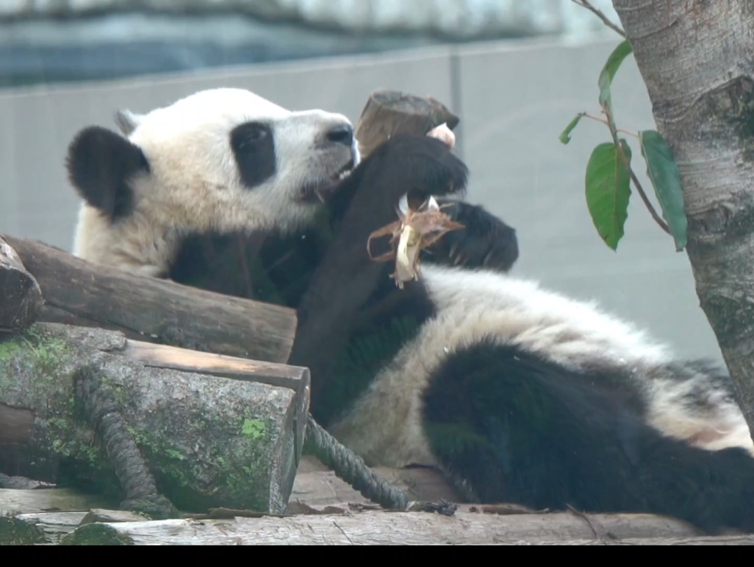 幸福的一家三口！大熊猫大娇和儿子娇毅徵羽！
