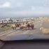 两只山羊在马路上“打架”，汽车强行闯过“战场”，结果杯具了…