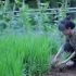 【中小学生劳动教育视频】水稻一生（诗意、现实、机械化）