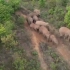美国全国广播公司新闻(NBC)报道中国300英里长途跋涉的大象群吸引了数百万人