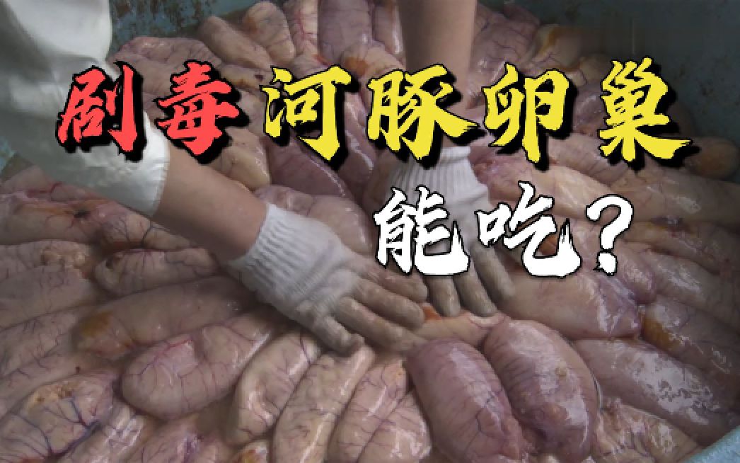 河豚白子天下美味，剧毒河豚卵巢也是美食？日本公母河豚子都能吃