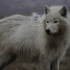 【中字】『国家地理/北极狼王国』第二集：狼女王