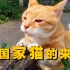 你知道中国家猫从何而来吗，关于中国家猫的来历目前有三种说法