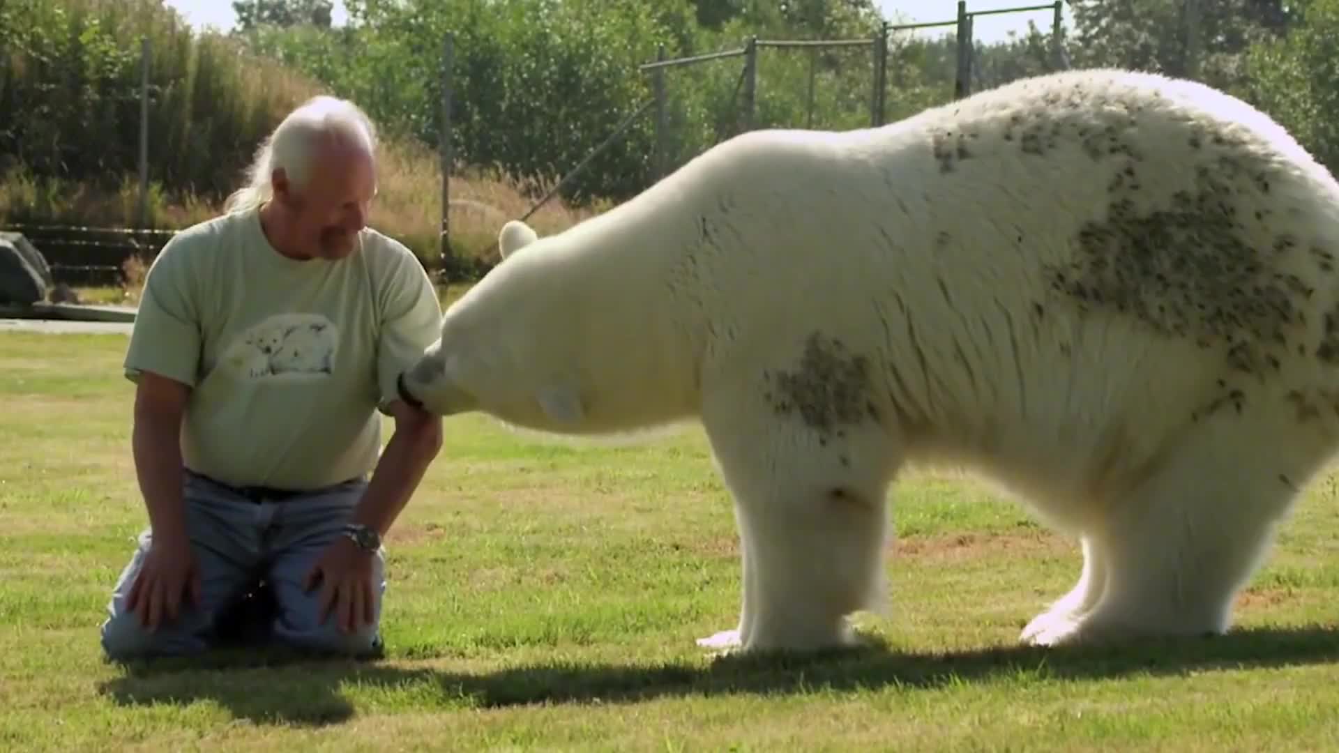 大爷收养北极熊，16年长到七百斤，长大后的北极熊这样对待大爷