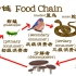 儿童科普-食物链 Food Chains for Kids-FreeSchool