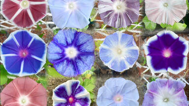 盲盒<em class="keyword">牵牛</em>花开了，你能认出几个品种？