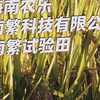 三亚南繁育种基地如何为“中国饭碗”打牢基础