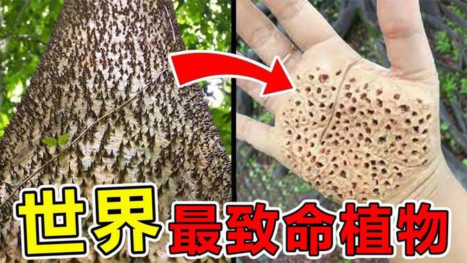 世界上“最致命”的10大植物，第一名每年导致100万人死亡