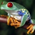 传说中奇妙的蛙类【PBS：自然】