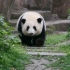 【大熊猫和花】下班前独自巡场找笋笋的花主任