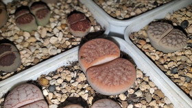 多肉小视频搞笑 d44bd9cb7756cb00dc95b045ed2490a8440702a1.png@280w_158h_1c_100q.jpg