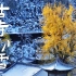 西安的第一场雪后，秦岭脚下古观音禅寺里的千年银杏还好吗？（大疆MAVIC3首飞航拍）