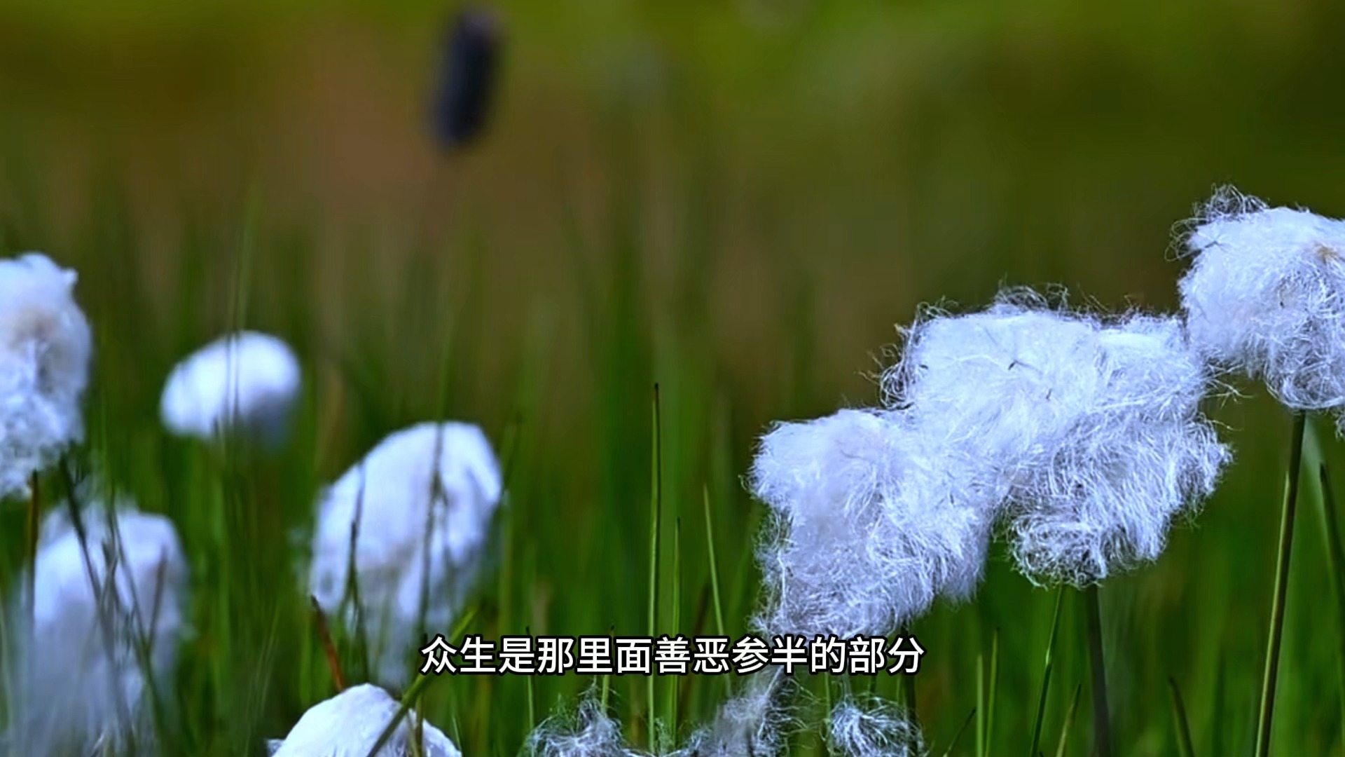 觉性与觉知究竟是什么关系？明心见性见到的又是什么？反闻闻自性，性成无上道！