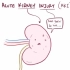 【搬运osmosis（英文+繁体）】Prerenal acute kidney injury (acute renal 