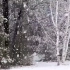 真正的“鹅毛”大雪,视频素材无水印