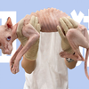 人 工 细 猫 ！无 毛 细 猫 ！流 浪 细 猫