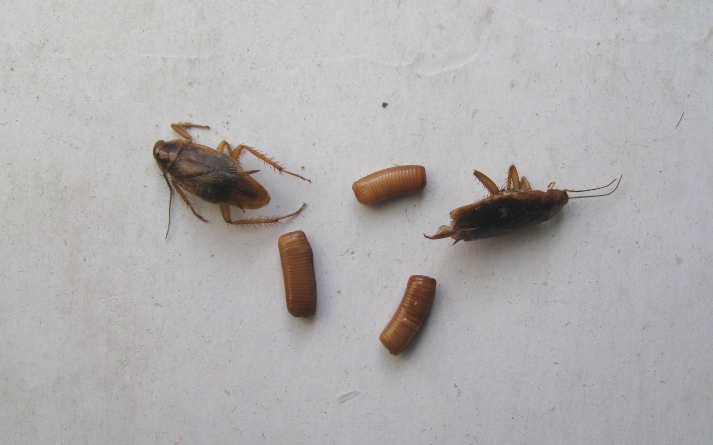 蟑螂恶霸 - 高清图片，堆糖，美图壁纸兴趣社区
