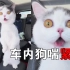 猫片悬案:车内狗喘气是应激？是虐猫？紧急…
