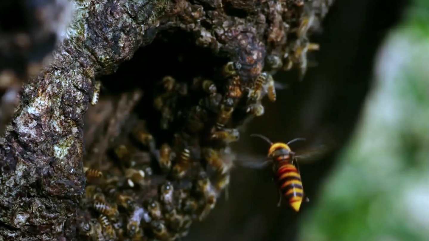 毒性猛烈的虎头蜂，一旦被蛰甚至可能导致休克死亡_百科TA说