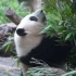 【大熊猫和花】和花甄选 ，为您选择最嫩的竹子