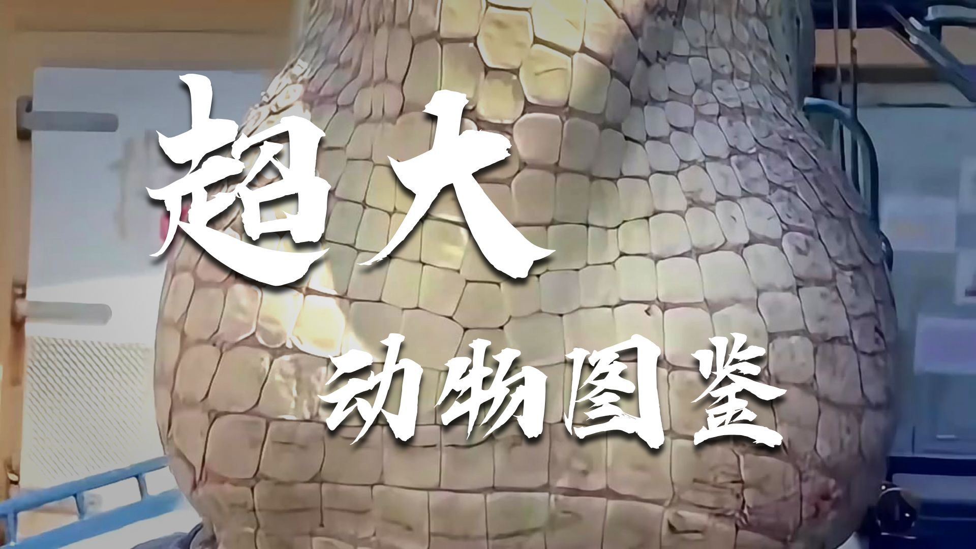 那些比我们想象中要大得多的动物