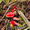 原始森林的蘑菇品种真多，风景也超级漂亮