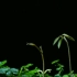 【原创】【延时摄影】每天来看一颗种子发芽/荔枝