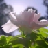 《花开中国》 国内首部自然园艺类纪录片， 新纪录片来了!