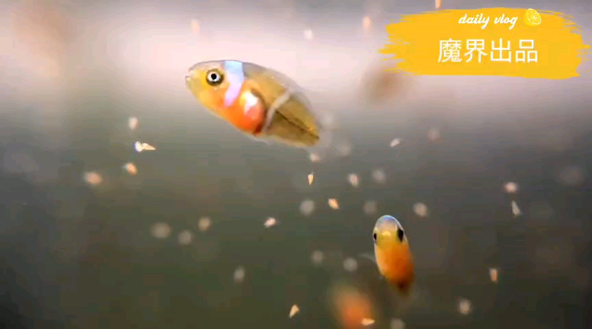小丑鱼（11天）幼鱼