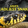 亚洲毒蛇之最 Asia's Deadliest Snakes