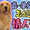宠物也能过情人节 铲屎官在家闲着无聊开始给金毛过宠物情人节