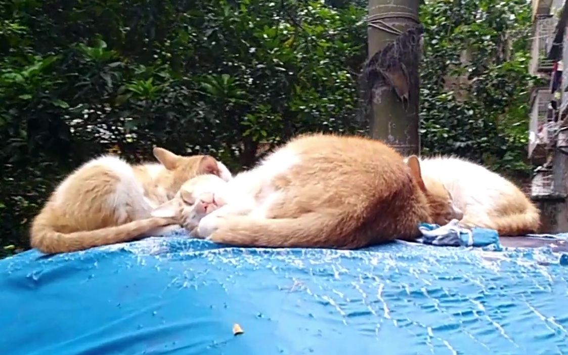 三只流浪猫路边睡死，被糟蹋后醒来，反应让大家都笑坏了！