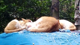 d5282db244a2c3d5c2c0ae9d0ebbd2812ff9a9a2.jpg@280w_158h_1c_100q.jpg